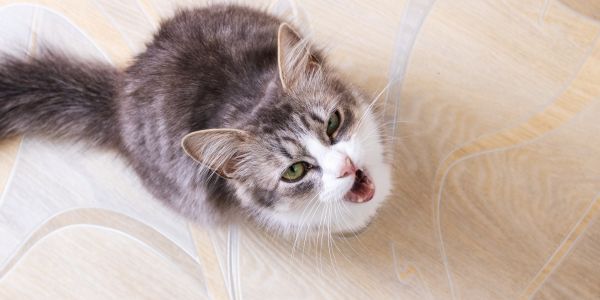 Cat howling after eating best sale